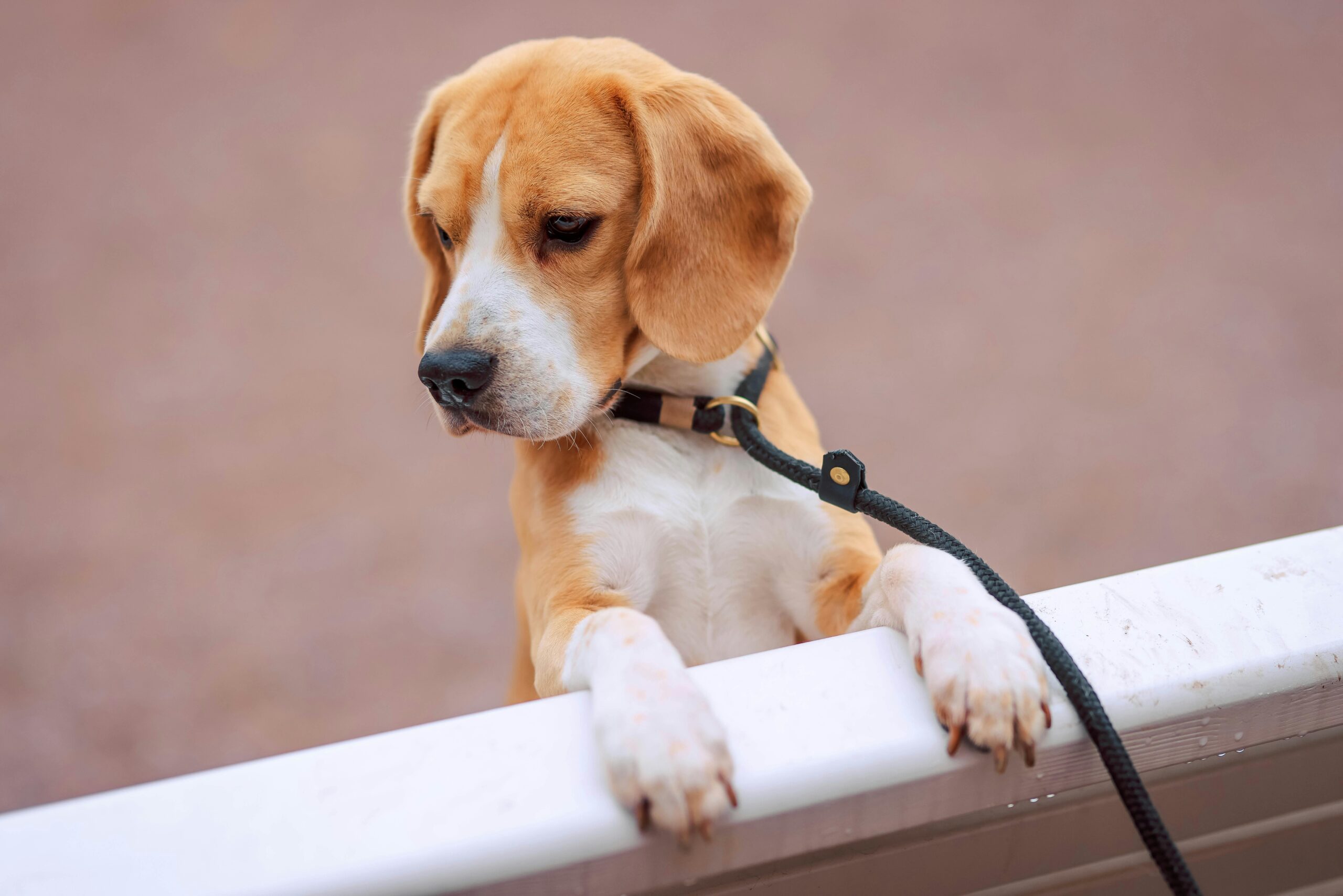 Animais em Condomínio: Direitos e Limitações que Todo Condômino Precisa Conhecer